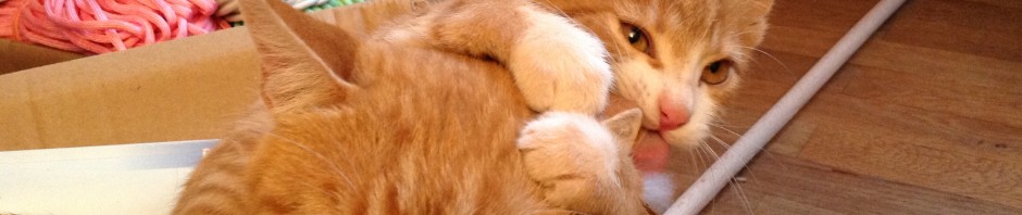 Rossini beknabbert Tiger